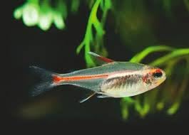 Swimming Creatures™ 6 Glowlight (Glo-Lite) Tetra (Hemigrammus erythrozonus) – Tropical Freshwater Aquarium Fish Live (Size Approx. 1.5-2cm) Glo-Lite