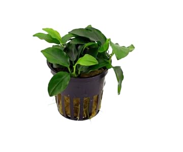 Live Aquarium Plants Bundle | Anubias Barteri, Amazon Sword, Dwarf Sagittaria, Easy Care Freshwater Plant Starter Pack for Fish Tank, No CO2 Required