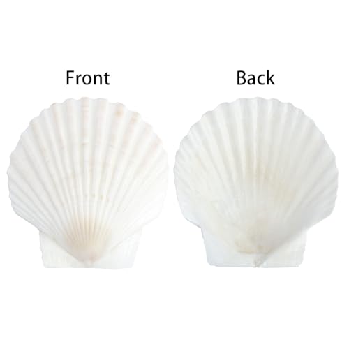 20 PCS 3 Inch Natural Scallop Shells for Crafts, Large Seashells Sea Shells | White Clam Shells for Crafting Decoupage Cake Baking Cooking Aquariums Table Party Decor DIY Painting Beach Wedding