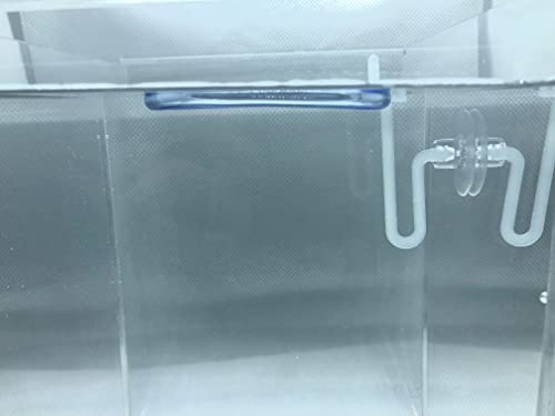 12+ Leaves Water Lettuce (Dwarf) + Invisible Feeding Ring — Live Floating Plant for Aquarium (Pistia stratioes) by Aquarigram - size: Plants + Invisible Feeding Ring (see video)