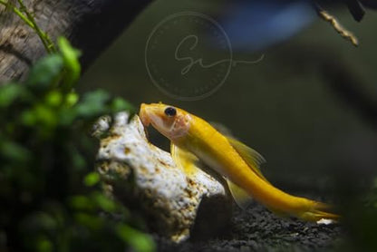 Swimming Creatures 4 Golden Suckerfish (Gyrinocheilos aymonieri) 1-1.5" Freshwater Aquarium Fish Live