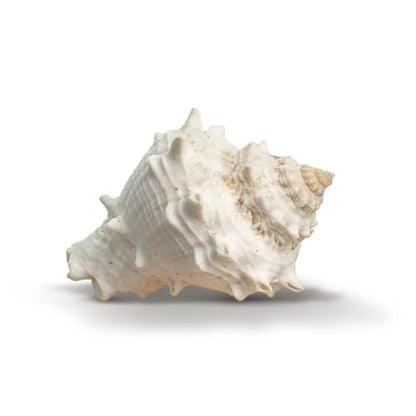 Hermit Crab Shells | Turbo Shells | 12 King Crown Turbo Shells 3/4"- 1 3/4" | Small Hermit Crab House for Décor | Plus Free Nautical eBook by Joseph Rains