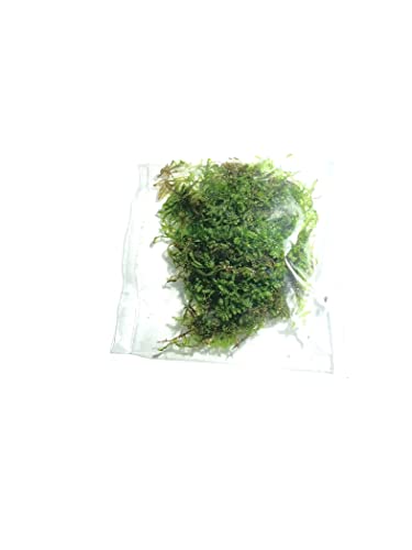Christmas Moss Vesicularia Montagnei Live Freshwater Aquarium Plants Buy 2 Get 1