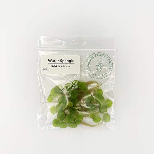 Water Spangle, Salvinia Minima, Live Aquarium/Aquatic/Freshwater/Floating/Pond Plant/Planted Tank/Aquascaping/Paludarium by Aquarium Plant Center (6 Plants, 30+ Leaves) - style: 6 Plants, 30+ Leaves