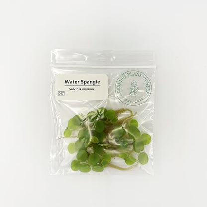 Water Spangle, Salvinia Minima, Live Aquarium/Aquatic/Freshwater/Floating/Pond Plant/Planted Tank/Aquascaping/Paludarium by Aquarium Plant Center (6 Plants, 30+ Leaves) - style: 6 Plants, 30+ Leaves