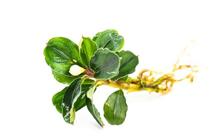 Generic Bucephalandra Live Aquarium Plant Collection - Rare Aquatic Plants for Lush Aquarium Scapes, Natural Freshwater Fish Tank Decorations, Ideal Gift for Aquarists (5 Loose Plants) - style: 5 Loose Plants