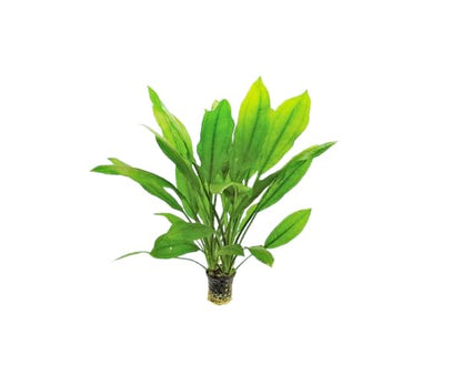 Live Aquarium Plants Bundle | Anubias Barteri, Amazon Sword, Dwarf Sagittaria, Easy Care Freshwater Plant Starter Pack for Fish Tank, No CO2 Required