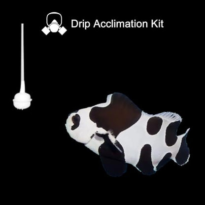 Drip Acclimation Kit for Saltwater and Freshwater Aquariums, Fish Tanks, Ensure Smooth Transition for Coral, Shrimp, Marine Fish, Navigation System Live Koi Fish, Plant Decor Security