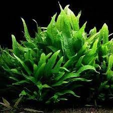 Swimming Creatures™ Live Aquarium Plants (Java Fern (1 Bunch)) - color: Java Fern (1 Bunch)