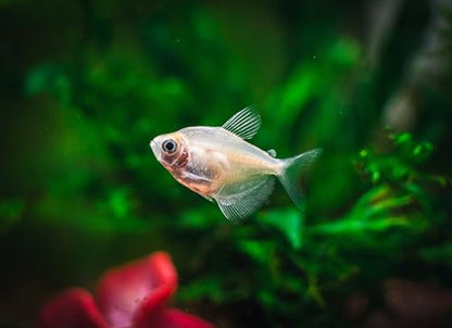 Swimming Creatures 5 PCS Assorted Tetra Mix, Freshwater Aquarium Fish Live Arrival Guarantee (3-4 Kinds Mix)