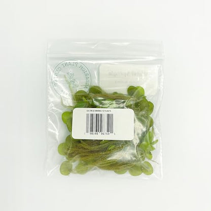 Water Spangle, Salvinia Minima, Live Aquarium/Aquatic/Freshwater/Floating/Pond Plant/Planted Tank/Aquascaping/Paludarium by Aquarium Plant Center (12 Plants, 60+ Leaves) - style: 12 Plants, 60+ Leaves