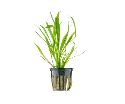 Live Aquarium Plants Bundle | Anubias Barteri, Amazon Sword, Dwarf Sagittaria, Easy Care Freshwater Plant Starter Pack for Fish Tank, No CO2 Required