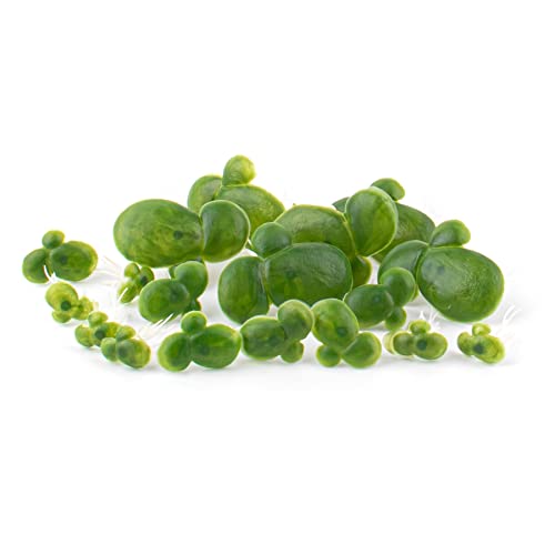 Framendino, 36 Pack Artificial Mini Duckweed with Root Plastic Floating Fish Plants for Aquarium Tank Decor - size: 36 Pack