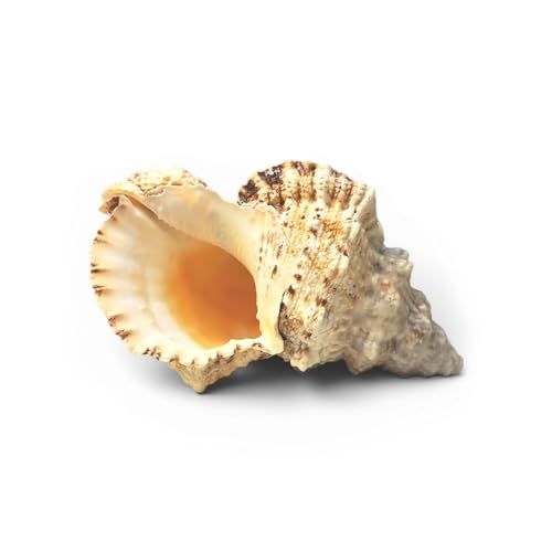 Tumbler Home Large Conch Shell for Aquarium and Beach Decor (Frog) | Real giant seashell for ocean decor, aquarium, fish tank, air plant holder, beach wedding or party centerpiece - color: Frog Shell