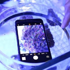 TOPINCN Viewer Fish Acrylic Observe Lense Aquarium Fish Photograph Cylinder Magnifier for Marine Aquarium Reef(250mm) - size: 250mm