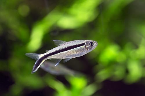 Swimming Creatures 5 PCS Assorted Tetra Mix, Freshwater Aquarium Fish Live Arrival Guarantee (3-4 Kinds Mix)