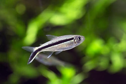 Swimming Creatures 5 PCS Assorted Tetra Mix, Freshwater Aquarium Fish Live Arrival Guarantee (3-4 Kinds Mix)