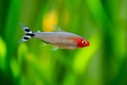 Swimming Creatures 5 PCS Assorted Tetra Mix, Freshwater Aquarium Fish Live Arrival Guarantee (3-4 Kinds Mix)