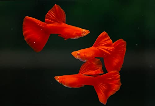 D&A Tropical Full RED Guppy - Abino Live Fish (1 Male, 2 Females) for Freshwater Aquariums