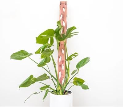 Zella Regular Extension Kit (2 Extensions) - Wooden Extendable Plant Trellis for Indoor Climbing Houseplants - Modular Plant Support - size: Regular Extension Kit