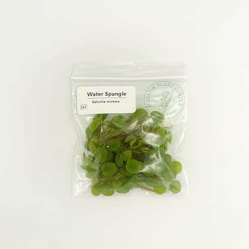 Water Spangle, Salvinia Minima, Live Aquarium/Aquatic/Freshwater/Floating/Pond Plant/Planted Tank/Aquascaping/Paludarium by Aquarium Plant Center (12 Plants, 60+ Leaves) - style: 12 Plants, 60+ Leaves