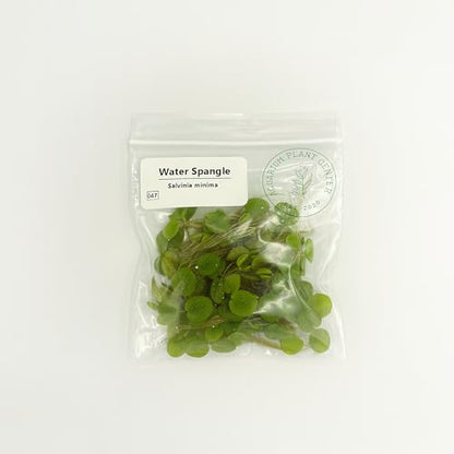 Water Spangle, Salvinia Minima, Live Aquarium/Aquatic/Freshwater/Floating/Pond Plant/Planted Tank/Aquascaping/Paludarium by Aquarium Plant Center (12 Plants, 60+ Leaves) - style: 12 Plants, 60+ Leaves