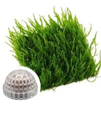 Java Moss | Vesicularia Ferriei Live Aquarium Plant, 10 Square Inch Flame Moss, with 1x Ball Holder, Freshwater Live Plants Shaping Filter