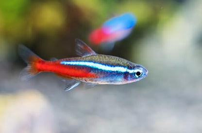 Swimming Creatures 5 PCS Assorted Tetra Mix, Freshwater Aquarium Fish Live Arrival Guarantee (3-4 Kinds Mix)