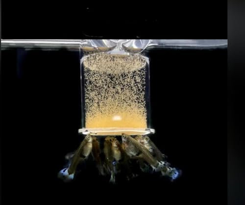 Bubble Magus Brine Shrimp Eggs/sea Monkey Eggs/Live Fish Food/Fairy Shrimp Egg Artemia high Protein Fish Food for brine Shrimp Hatchery 、 Clownfish Food 、 Reef roids Coral Food 、Feeder Guppies、beta - size: 1 Ounce (Pack of 1)