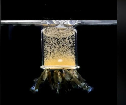 Bubble Magus Brine Shrimp Eggs/sea Monkey Eggs/Live Fish Food/Fairy Shrimp Egg Artemia high Protein Fish Food for brine Shrimp Hatchery 、 Clownfish Food 、 Reef roids Coral Food 、Feeder Guppies、beta - size: 1 Ounce (Pack of 1)