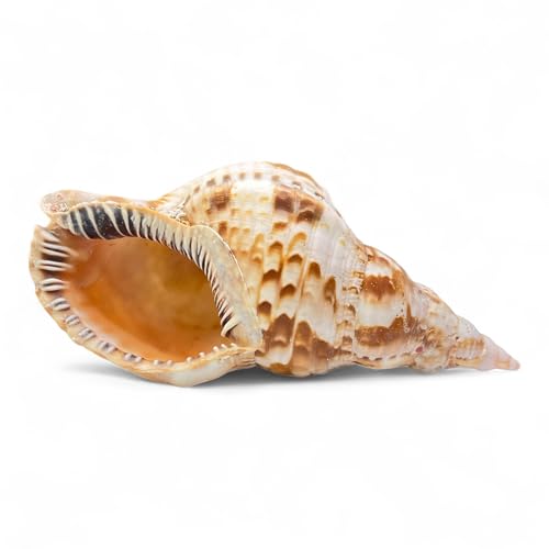 Tumbler Home Large Conch Shell for Aquarium and Beach Decor (Triton) | Real giant seashell for ocean decor, aquarium, fish tank, air plant holder, beach wedding or party centerpiece - color: Spotted Triton