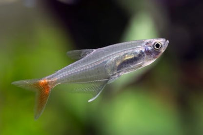 Swimming Creatures 5 PCS Assorted Tetra Mix, Freshwater Aquarium Fish Live Arrival Guarantee (3-4 Kinds Mix)
