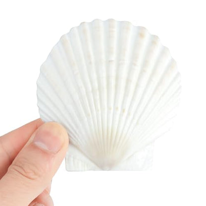 20 PCS 3 Inch Natural Scallop Shells for Crafts, Large Seashells Sea Shells | White Clam Shells for Crafting Decoupage Cake Baking Cooking Aquariums Table Party Decor DIY Painting Beach Wedding