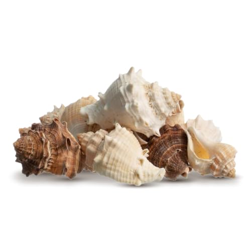 Hermit Crab Shells | Turbo Shells | 12 King Crown Turbo Shells 3/4"- 1 3/4" | Small Hermit Crab House for Décor | Plus Free Nautical eBook by Joseph Rains