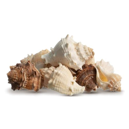 Hermit Crab Shells | Turbo Shells | 12 King Crown Turbo Shells 3/4"- 1 3/4" | Small Hermit Crab House for Décor | Plus Free Nautical eBook by Joseph Rains