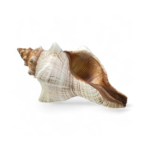 Tumbler Home Large Conch Shell for Aquarium and Beach Decor (Fox) | Real giant seashell for ocean decor, aquarium, fish tank, air plant holder, beach wedding or party centerpiece - color: Striped Fox