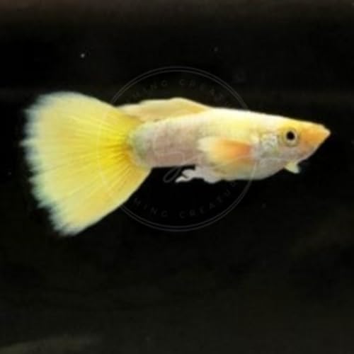 Swimming Creatures™ Tropical Live Guppy/Platy Livebearers Freshwater Aquarium Fish (5 Male 24K Gold Guppy) - color: 5 Male 24K Gold Guppy