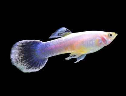 Swimming Creatures™ 6 Female Guppy Live Tropical Freshwater Aquarium Fish - color: 6 Assorted Female Guppy