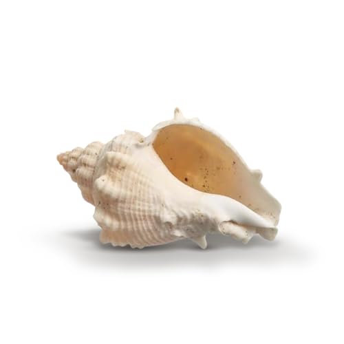 Hermit Crab Shells | Turbo Shells | 12 King Crown Turbo Shells 3/4"- 1 3/4" | Small Hermit Crab House for Décor | Plus Free Nautical eBook by Joseph Rains
