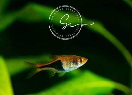 Swimming Creatures School of 6 Harlequin Rasboras Freshwater Aquarium Fish Live Arrival Guarantee