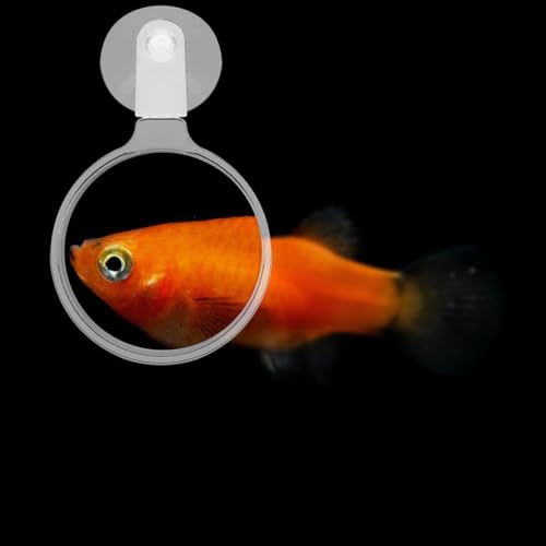 Beaupretty 4pcs Fish Tank Magnifying Glass Suction Cups Acrylic Magnifier for Aquariums and Reptile Tanks for Observing Animals and Plants