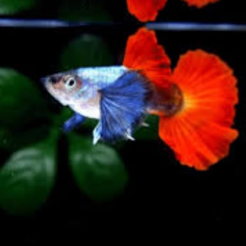Swimming Creatures™ 4 Male Platinum Dumbo Ear Guppy – Live Freshwater Aquarium Fish - color: 4 Male Platinum Dumbo Ear Guppy