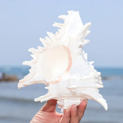 YZHZOM 5.5‘’ to 6.3‘’ Large Natural Conch Shell Fish Tank Hideout Fish Tank House Natural Conch sea Shells for Fish Tank,Air Plant,Home Decorations,DIY Crafts