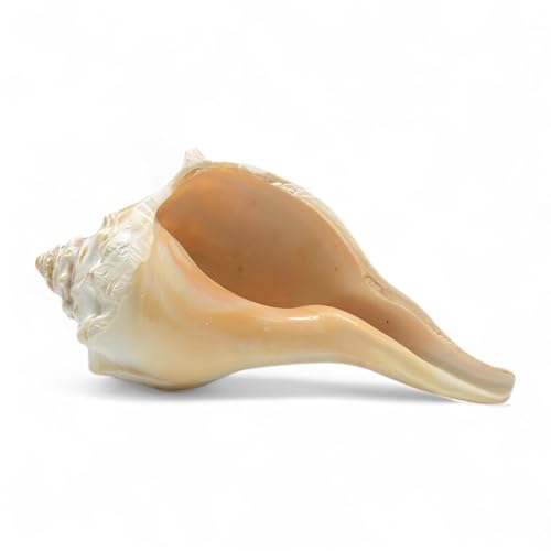 Tumbler Home Large Conch Shell for Aquarium and Beach Decor (Whelk) | Real giant seashell for ocean decor, aquarium, fish tank, air plant holder, beach wedding or party centerpiece - color: White Whelk