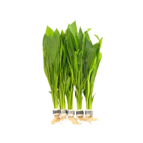 5X Amazon Sword Echinodorus Bleheri Bundle Aquarium Live Plant for Fish Tank Decoration