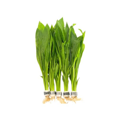 5X Amazon Sword Echinodorus Bleheri Bundle Aquarium Live Plant for Fish Tank Decoration