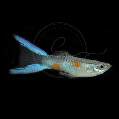 Swimming Creatures™ 5 Lyretail Male Guppies (Poecilia reticulata) Live Freshwater Aquarium Fish (Size Approx. 1") - color: 5 Lyretail Male Guppies