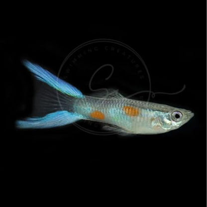 Swimming Creatures™ 5 Lyretail Male Guppies (Poecilia reticulata) Live Freshwater Aquarium Fish (Size Approx. 1") - color: 5 Lyretail Male Guppies