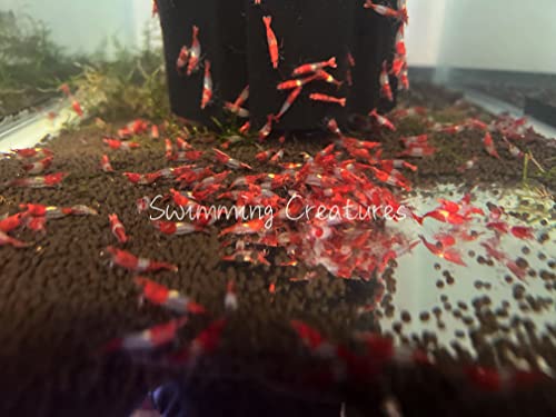 Swimming Creatures™ Premium Neocaridina Shrimp – Freshwater Aquarium Shrimp (10, Premium RED Rili) - color: PREMIUM RED RILI