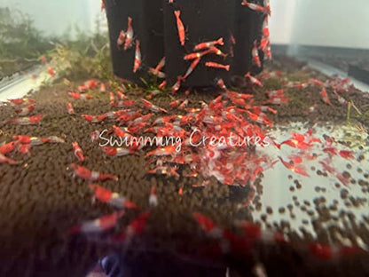 Swimming Creatures™ Premium Neocaridina Shrimp – Freshwater Aquarium Shrimp (10, Premium RED Rili) - color: PREMIUM RED RILI